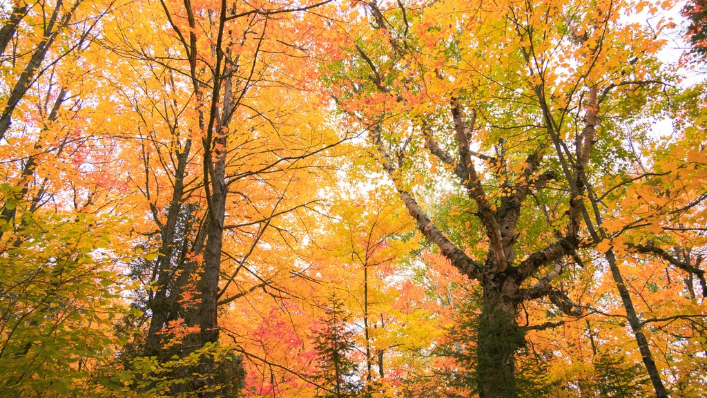 Summerlike weekend on tap in Twin Cities; fall returns early next week — WCCO / CBS Minnesota, Bloomington Community news