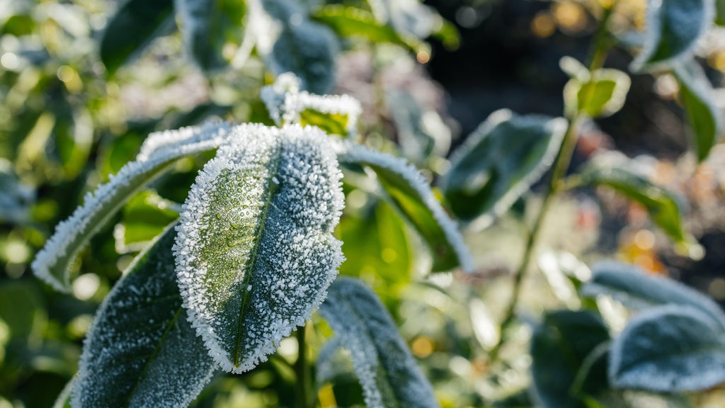 The first frost of the season is expected Saturday. Here's how to prepare your garden — WCCO / CBS Minnesota, Bloomington Sports news