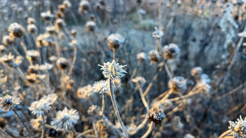 Breezy winds bring cool air to Minnesota, with first frost possible in the metro Friday night — WCCO / CBS Minnesota, Bloomington Sports news