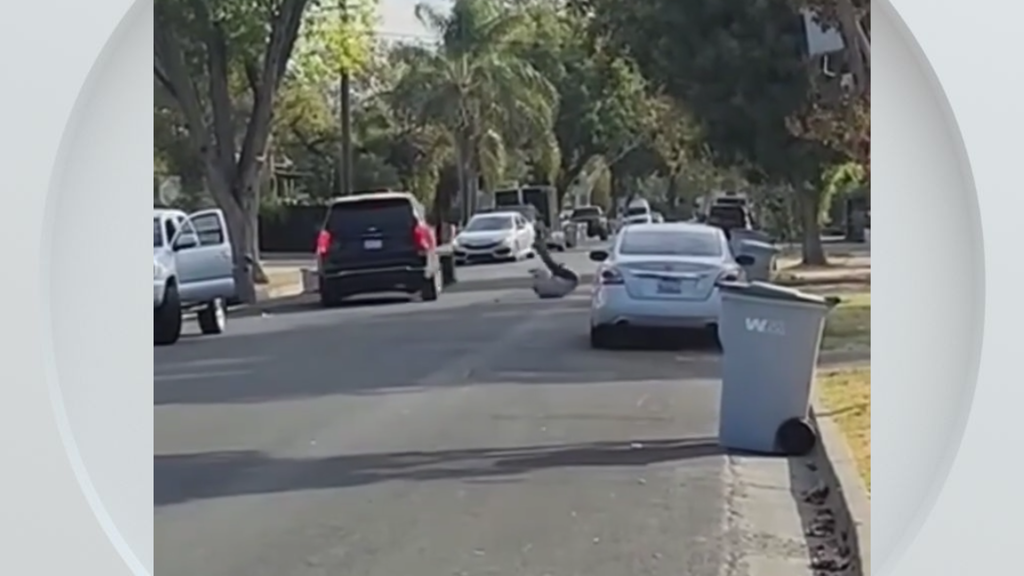 Federal immigration vehicle hits pedestrian in Woodland, police say — CBS Bay Area (KPIX), Bloomington Health news