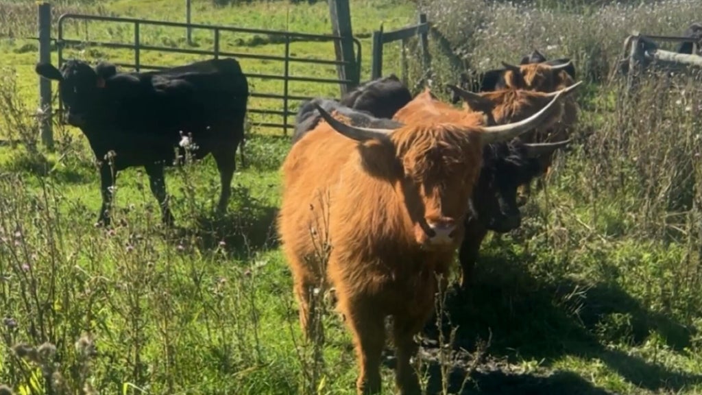 Minnesota farmer calls for thief to return nearly a dozen cows: "You're going to go to jail" — WCCO / CBS Minnesota, Bloomington Community news