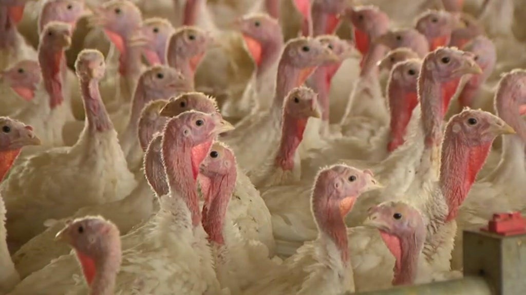Bird flu confirmed in Barron County, Wisconsin, commercial poultry flock — WCCO / CBS Minnesota, Bloomington Real Estate news