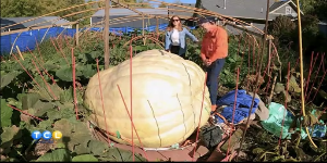 Meet Minnesota’s Pumpkin King — KSTP 5, Bloomington Community news