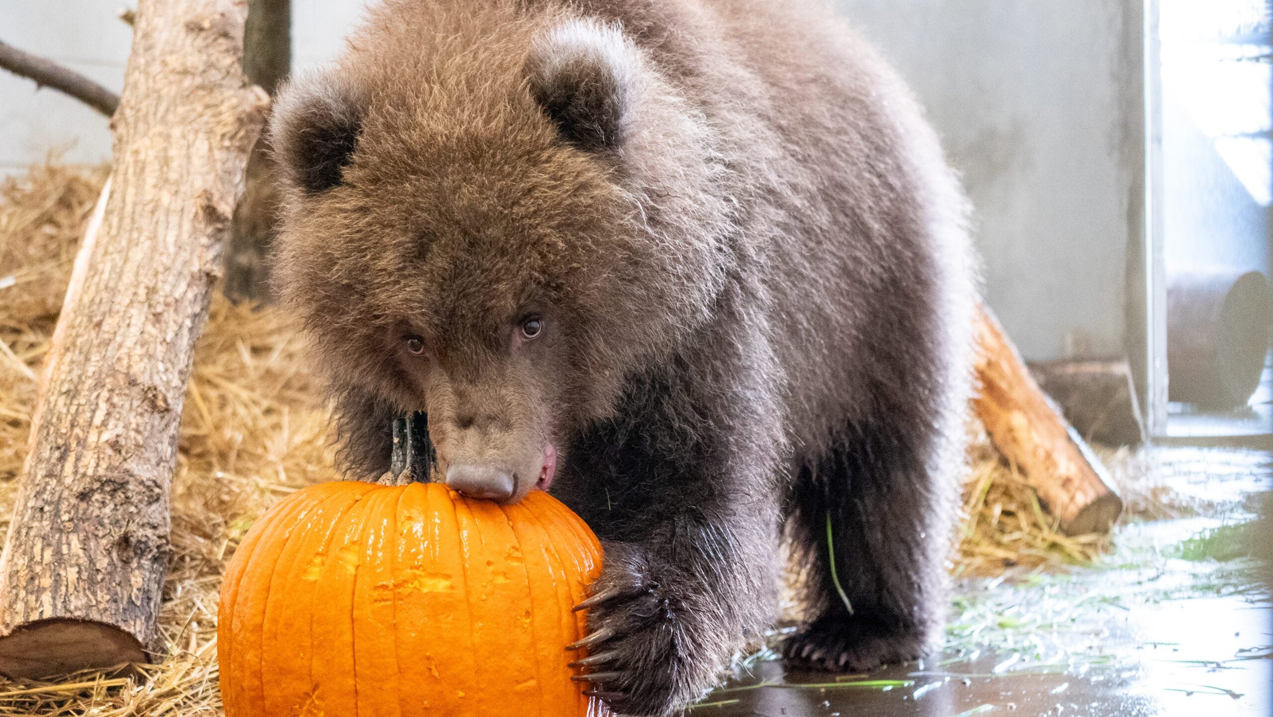 Minnesota Zoo welcomes 3 orphaned brown bear cubs rescued from Alaska — Bloomington Health news