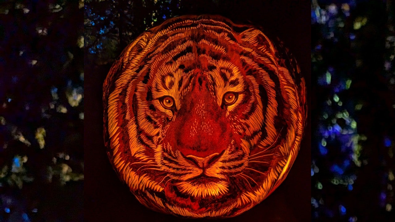 Behind the scenes of pumpkin carving at the Minnesota Zoo — KSTP 5, Bloomington Arts news