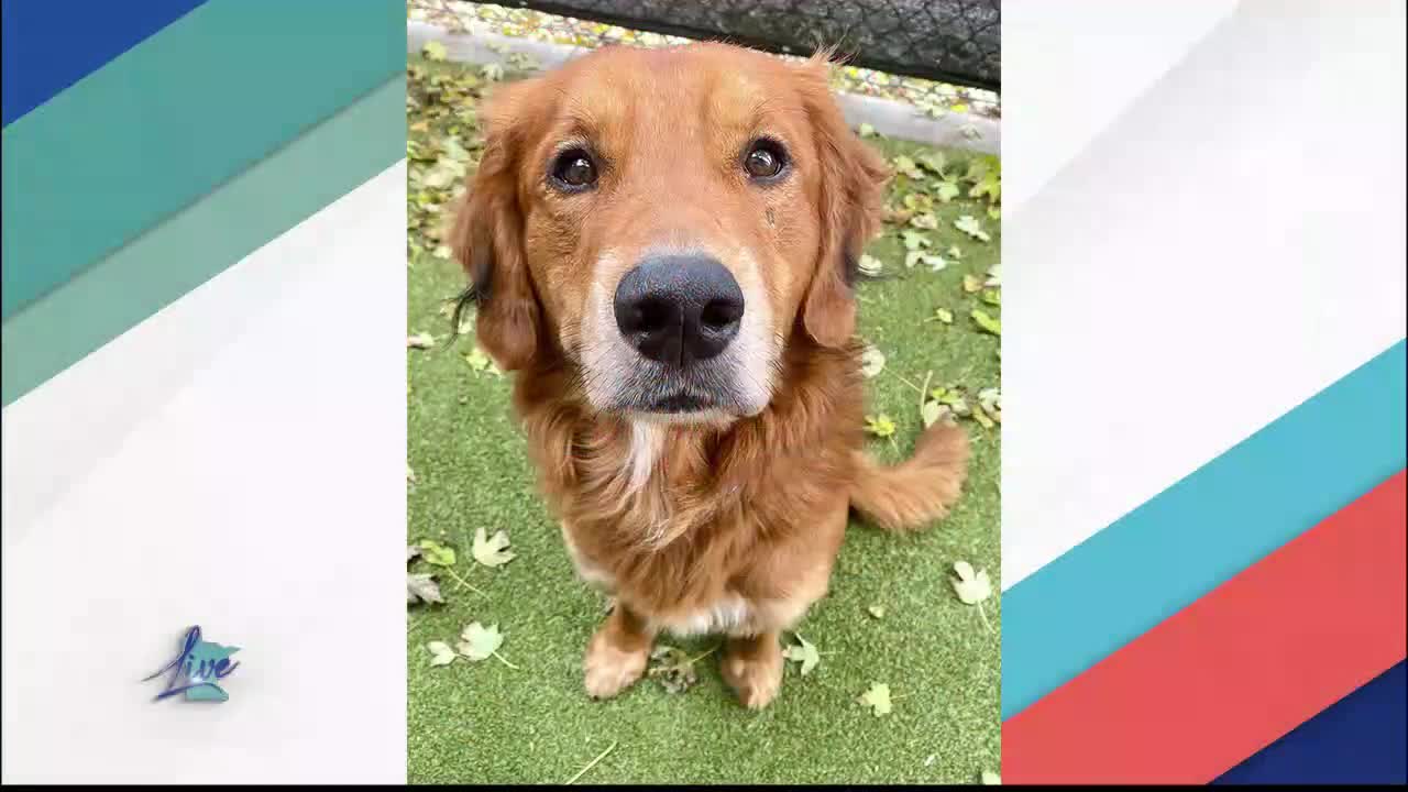 Adopt a Dog Month: Golden Retrievers — KSTP 5, Bloomington Community news