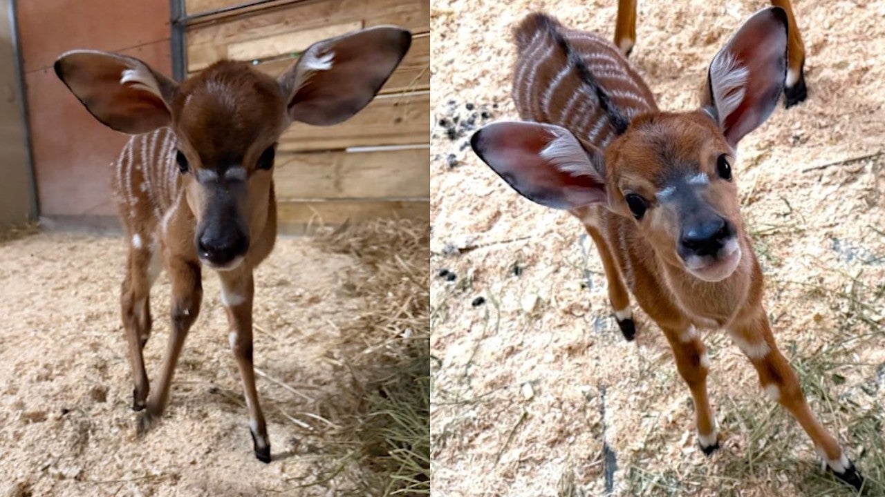 Pair of nyala calves born at Como Park Zoo 3 weeks apart — KSTP 5