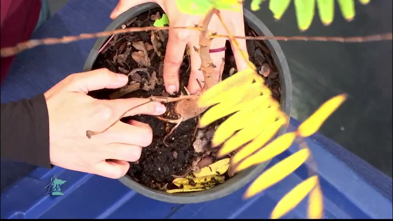 Tips for Planting Trees — KSTP 5, Bloomington Community news