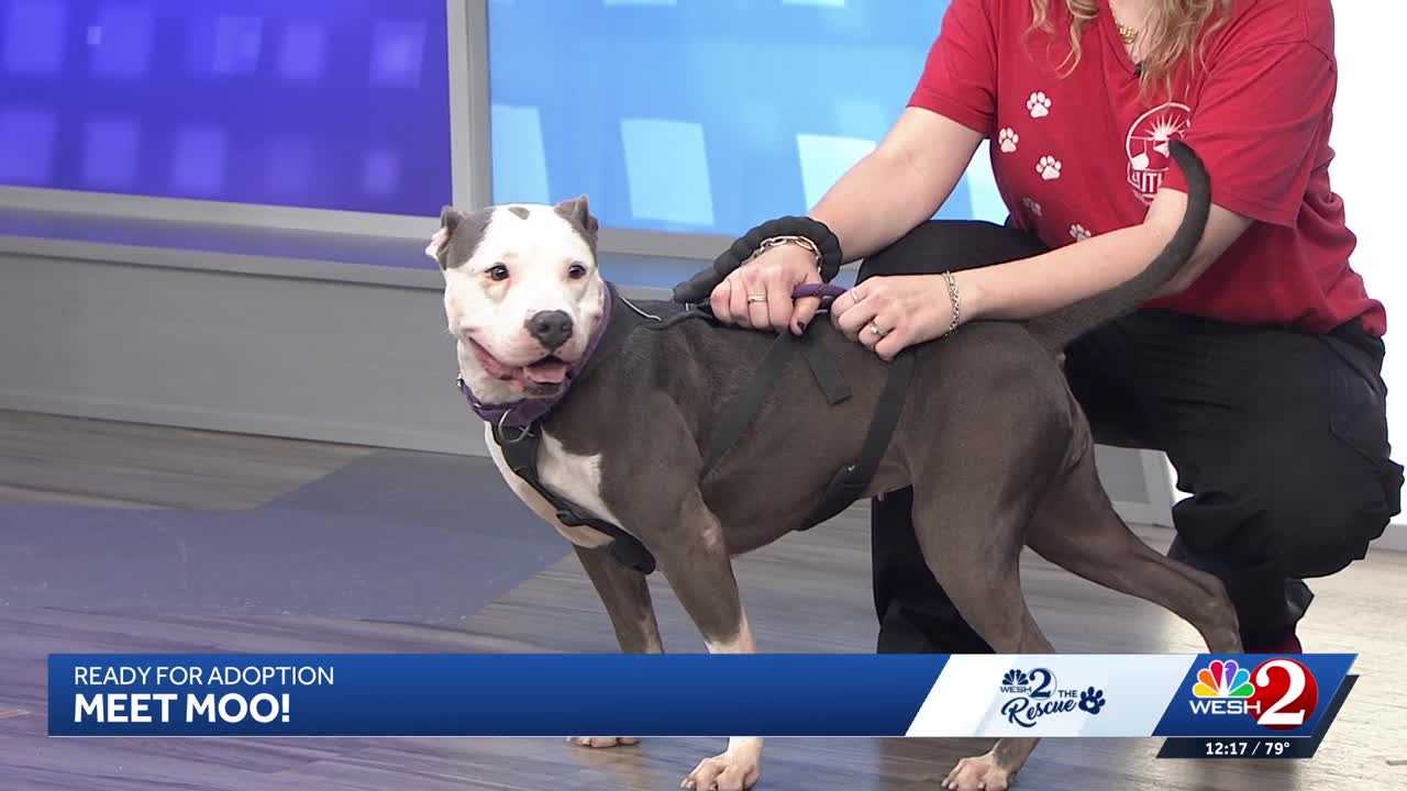 Moo at Southeast Volusia Humane Society is looking for a home — WESH 2 Orlando, Bloomington Community news