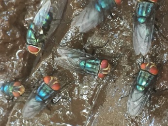 Odor complaints target Mexico’s screwworm fly facility — KFGO, Bloomington Schools news