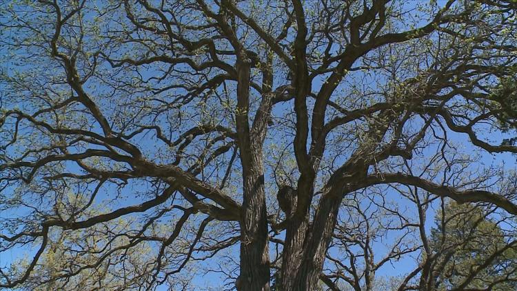 How to keep your oak trees healthy — KARE 11 Local, Bloomington Health news