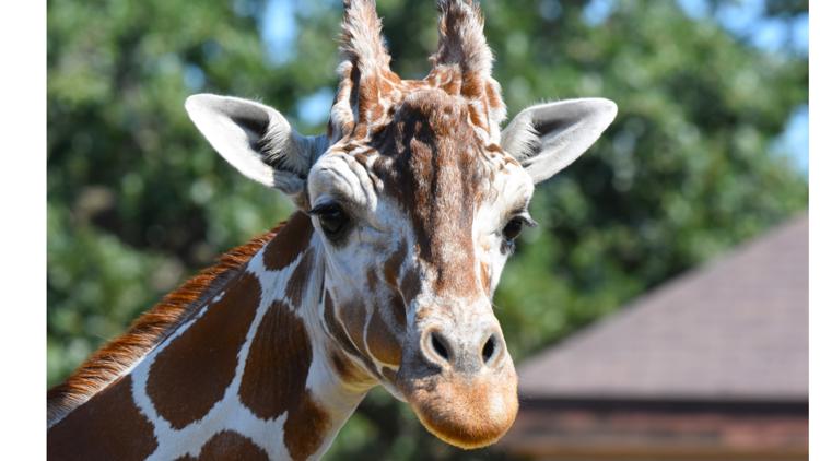 Como Zoo mourns loss of beloved giraffe, 'Skeeter' — Bloomington Community news