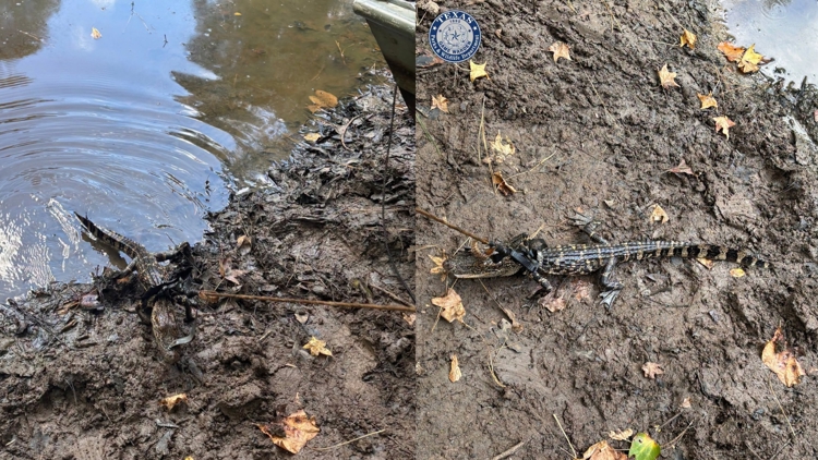 Alligator found tied to boat in East Texas pond; man cited for illegal possession, wardens say — KHOU 11 (Houston), Bloomington Sports news