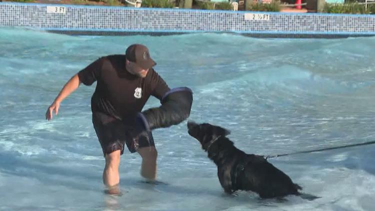 Tampa police K-9s train at theme park to prepare for emergencies — WTSP 10 Tampa Bay, Bloomington Community news
