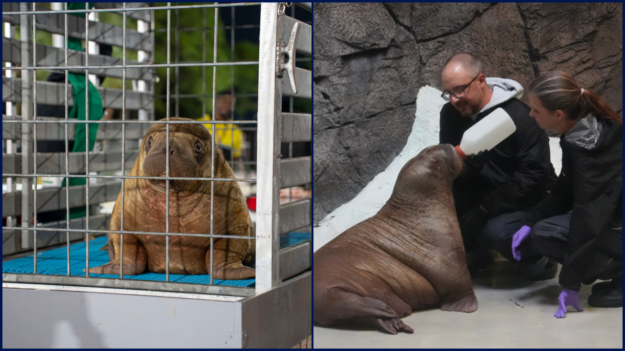 Orphaned baby walrus in Alaska flown 4,800 miles to new home in Florida — FOX 9, Bloomington Community news