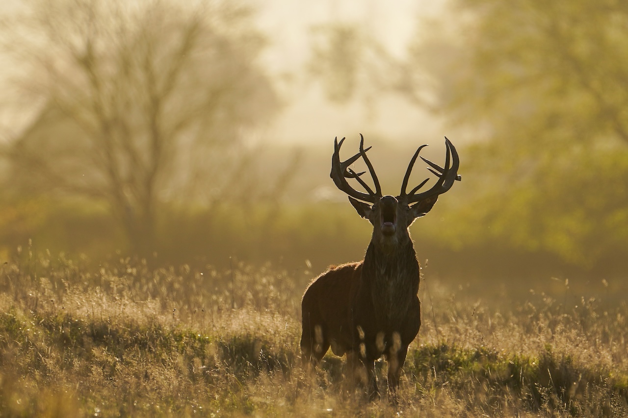 Deer-related crashes spike in the fall. Here's why. — FOX 9, Bloomington Sports news