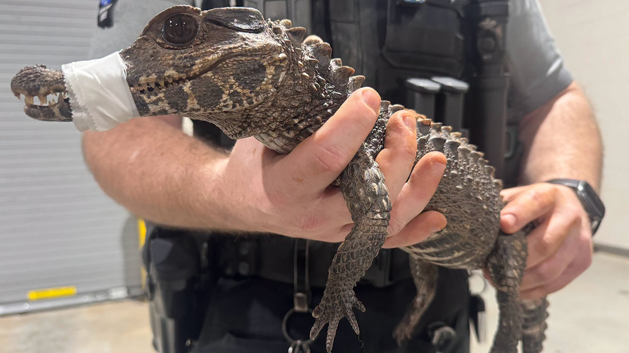 Watch: Deputies in Oklahoma capture escaped caiman after months on the loose — FOX 9, Bloomington Community news